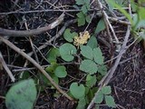 Clavulinopsis corniculata image