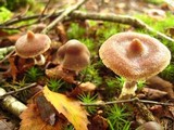 Cortinarius flexipes image