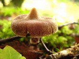 Cortinarius flexipes image