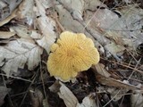 Cystoderma amianthinum image