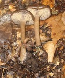 Pseudoclitocybe cyathiformis image