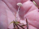 Mycena clavicularis image