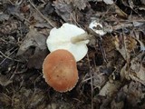 Cystodermella cinnabarina image