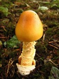 Amanita crocea image