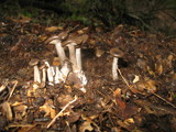 Pseudoclitocybe cyathiformis image