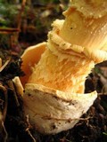 Amanita crocea image