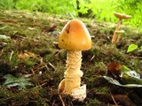 Amanita crocea image