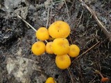 Humidicutis marginata image