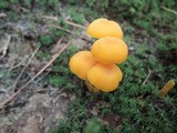 Humidicutis marginata image