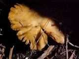 Russula subfoetens image
