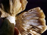 Russula subfoetens image