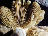 Russula subfoetens image