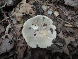 Russula modesta image