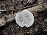 Russula modesta image