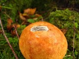 Leccinum versipelle image