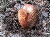 Suillus lakei image
