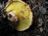 Suillus lakei image
