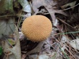 Cystoderma amianthinum image