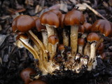 Psathyrella piluliformis image