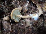Cystoderma amianthinum image