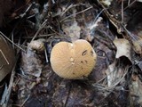 Cystoderma amianthinum image