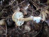 Cystoderma amianthinum image