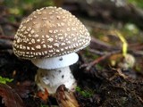 Amanita excelsa image