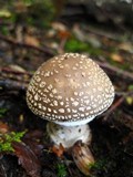 Amanita excelsa image