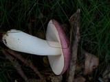Russula atropurpurea image