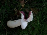 Russula atropurpurea image