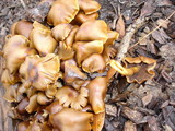 Psathyrella piluliformis image