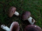 Russula atropurpurea image