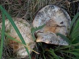 Lactarius torminosus image