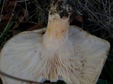 Lactarius torminosus image