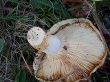 Lactarius torminosus image