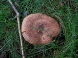 Lactarius quietus image