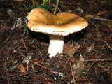 Russula brunneola image