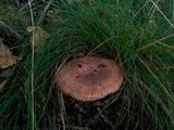 Lactarius quietus image