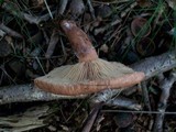 Lactarius quietus image