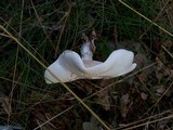 Clitopilus prunulus image