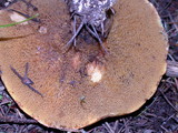 Suillus caerulescens image