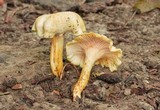 Cantharellus chicagoensis image