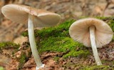 Pluteus americanus image