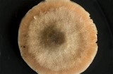 Pluteus americanus image
