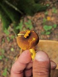 Cantharellus appalachiensis image