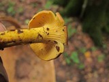 Cantharellus appalachiensis image