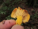 Cantharellus appalachiensis image
