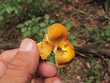 Cantharellus appalachiensis image