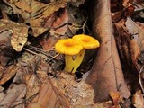 Cantharellus appalachiensis image
