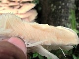 Climacodon septentrionalis image